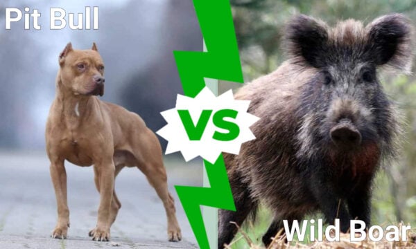 Pit Bull Vs. Wild Boar: Which Animal Would Win a Fight? - A-Z Animals