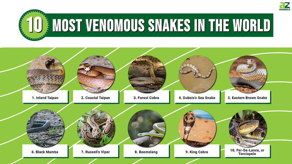 The Top 10 Most Venomous Snakes in the World - A-Z Animals