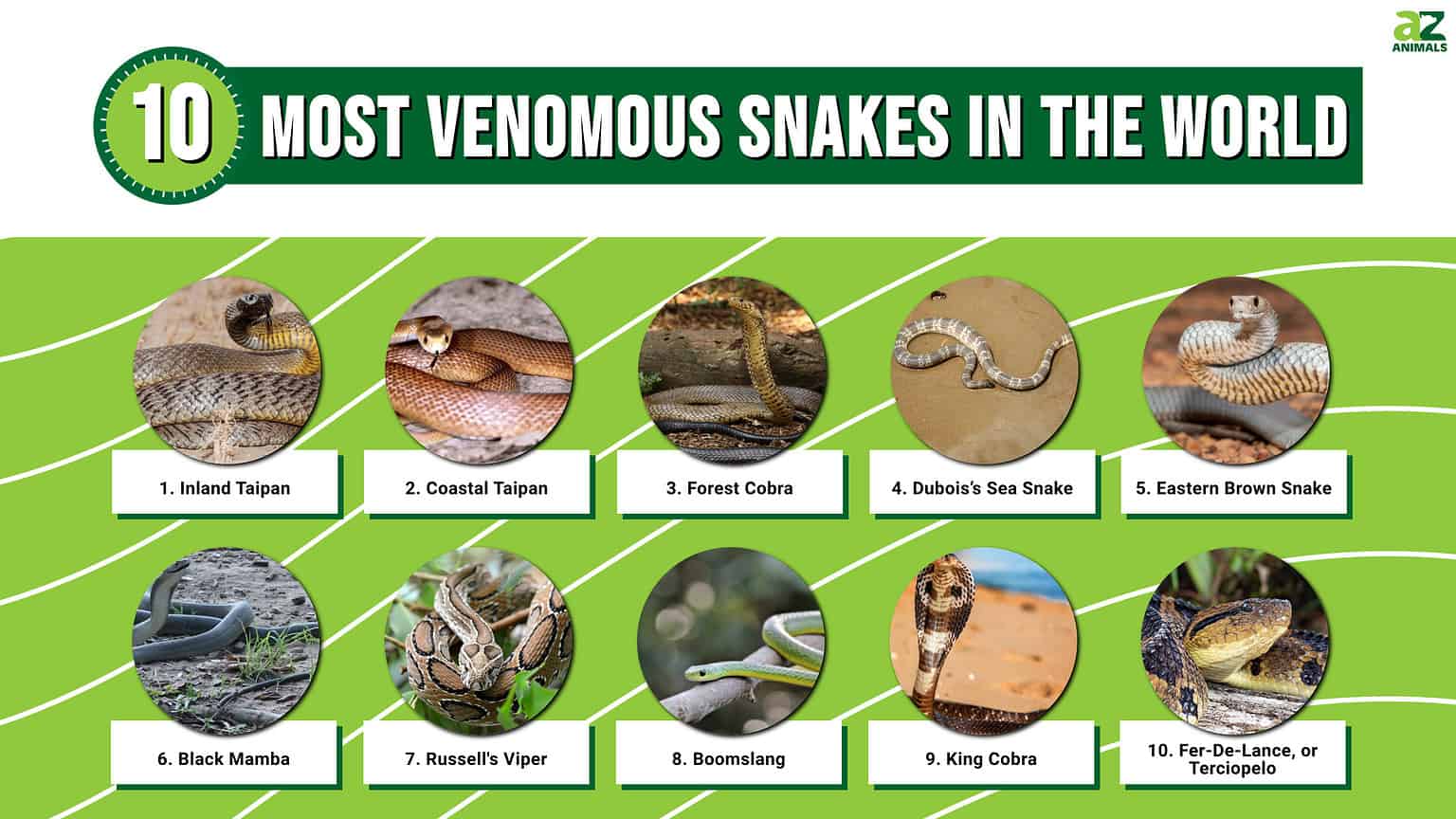 Top 10 Most Venomous Snakes In The World – SmartforLifeReviews