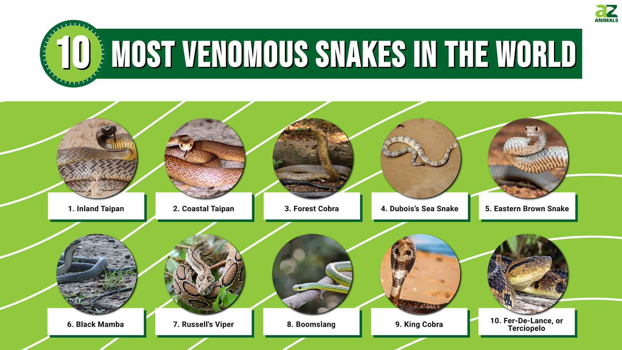 The Top 10 Most Venomous Snakes in the World - A-Z Animals