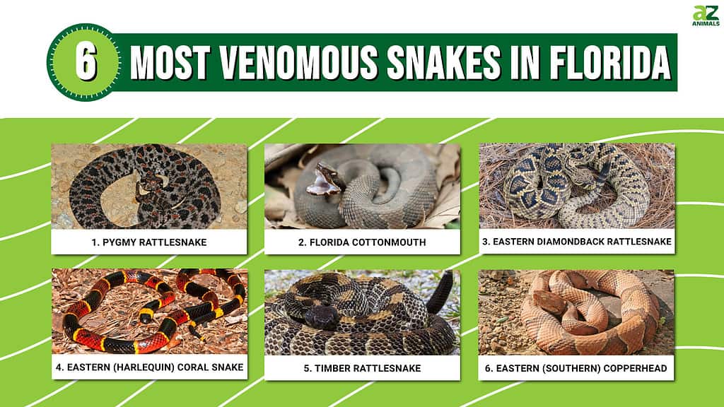 florida venomous snakes s