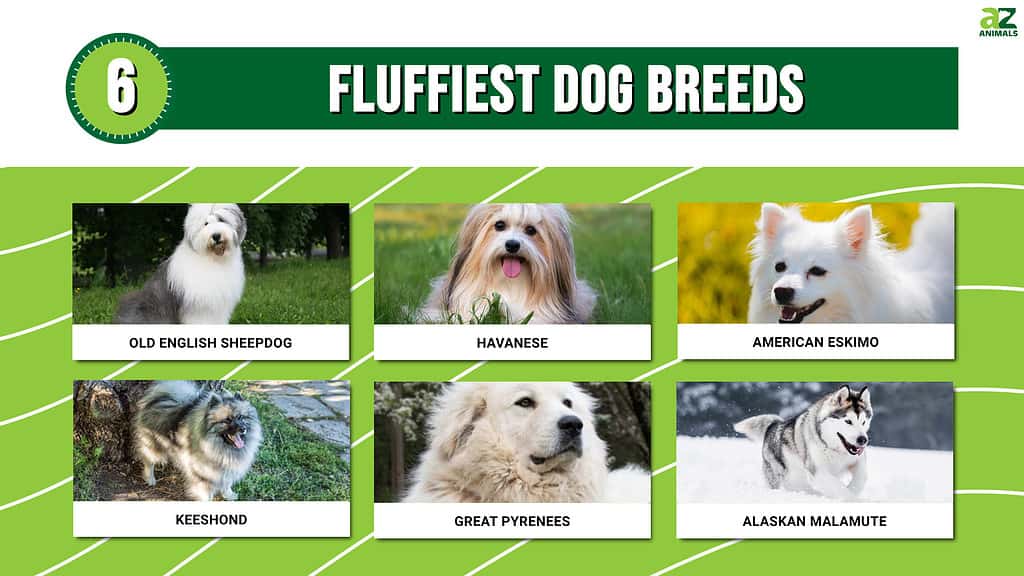 Adorable! Meet The 6 Fluffiest Dog Breeds AZ Animals