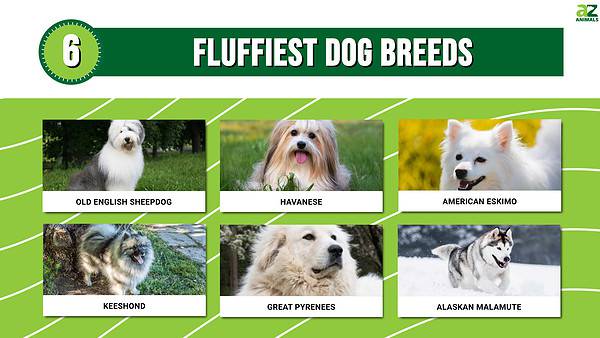 Adorable! Meet The 6 Fluffiest Dog Breeds - A-Z Animals