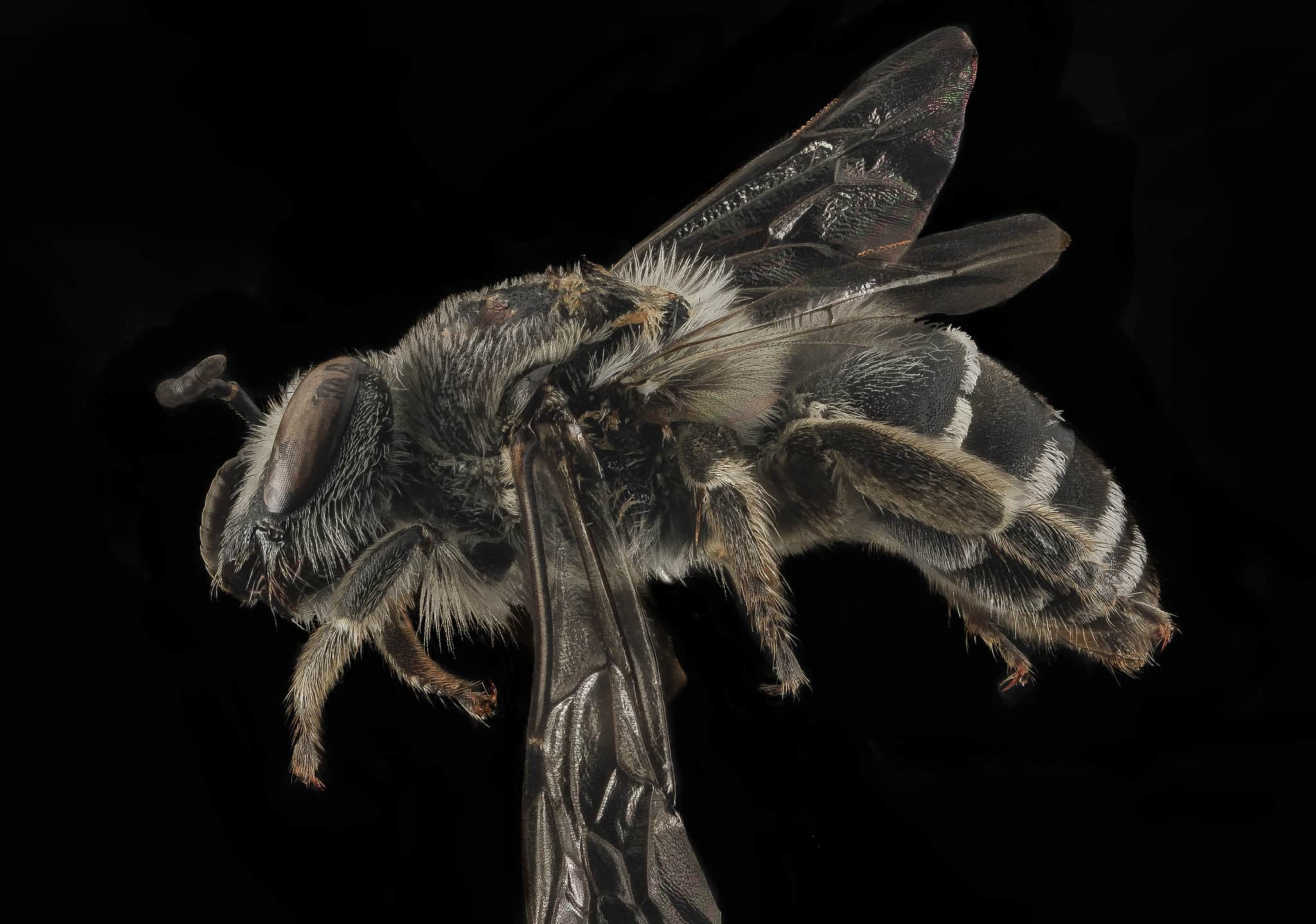 Black and White Bee: What Kind Is It and Does It Sting? - A-Z Animals