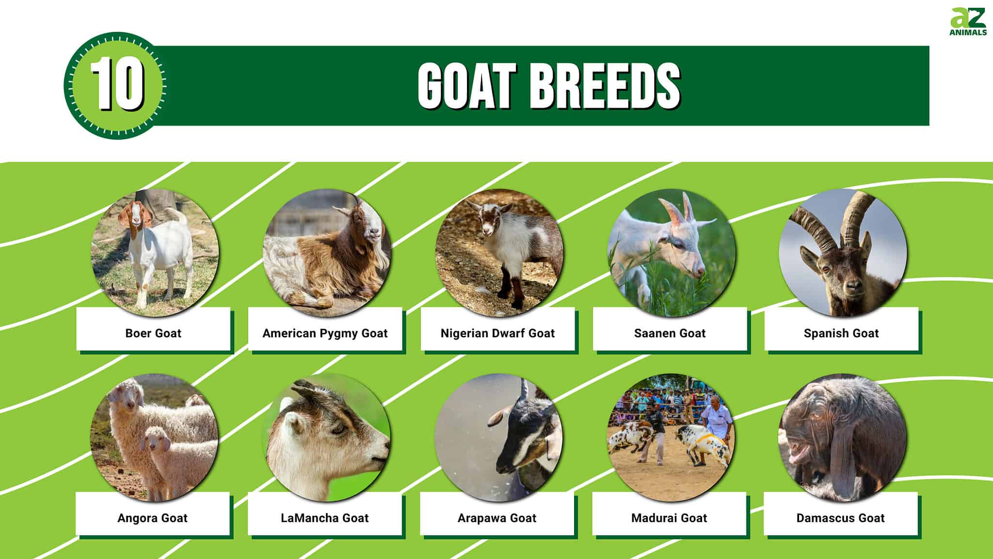 10 Goat Breeds: The Different Types of Goats - A-Z Animals