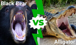 Florida Showdown: Who Emerges Victorious in a Black Bear vs. Alligator Battle? Picture