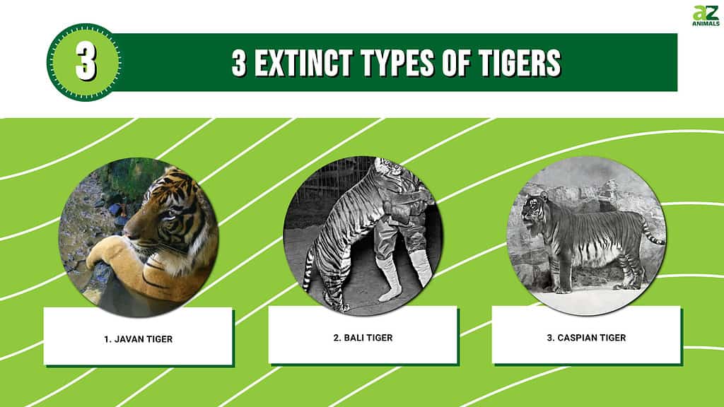 3 Extinct Types of Tigers AZ Animals
