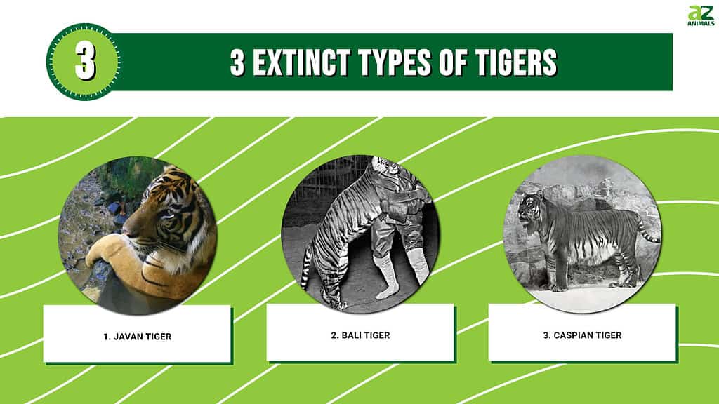 9 Different Types of Tigers - Living and Extinct Subspecies With Photos