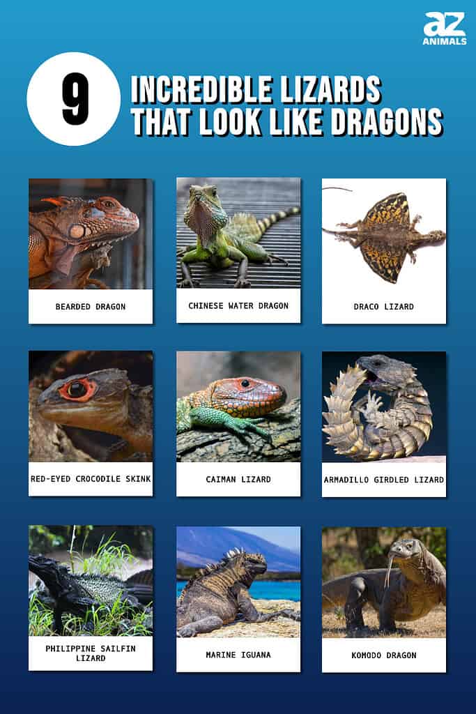 7 Dragons That Exist in Real-Life, Nature and Wildlife