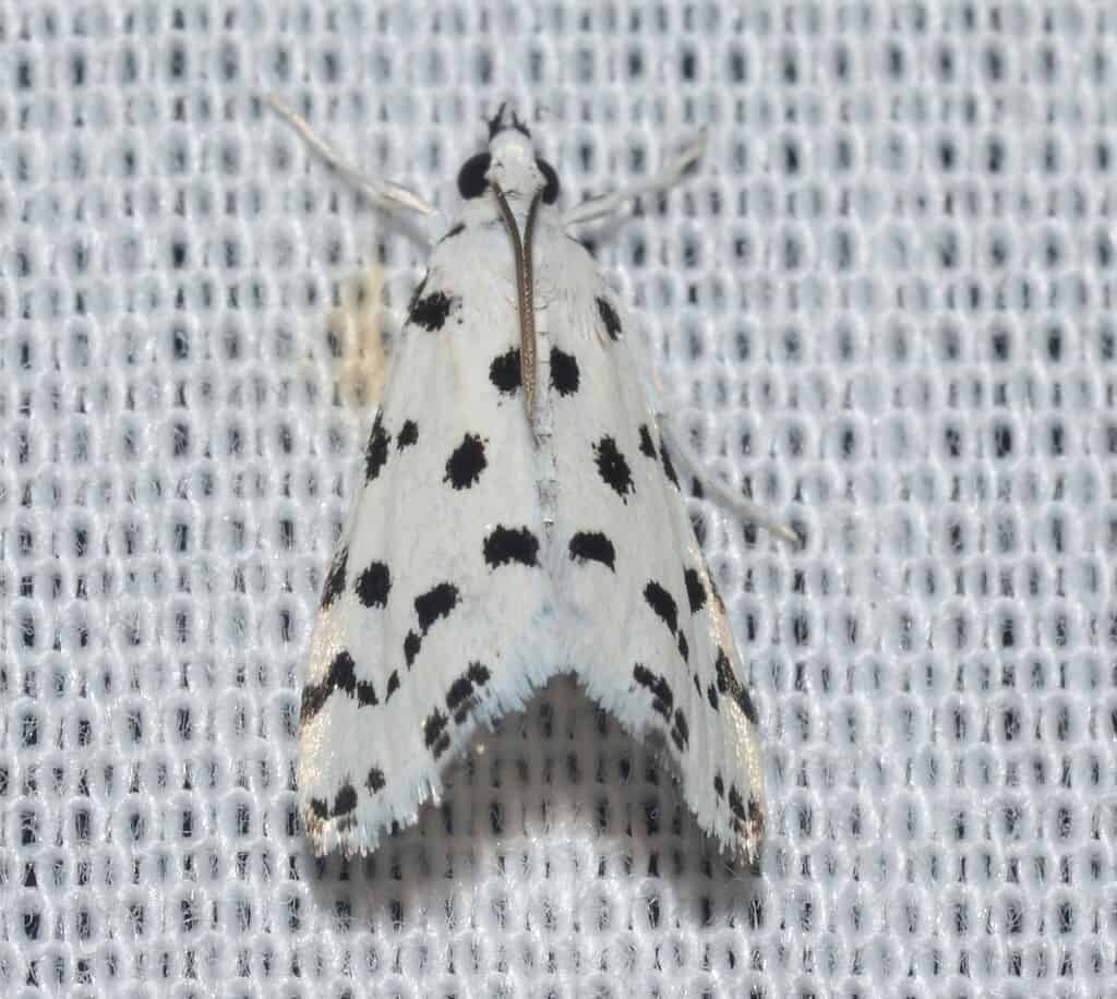 Spotted Peppergrass Moth