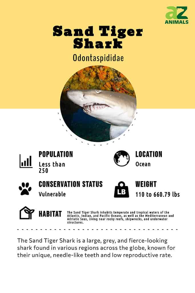 The Sand Tiger Shark is a large, grey, and fierce-looking shark found in various regions across the globe, known for their unique, needle-like teeth and low reproductive rate.