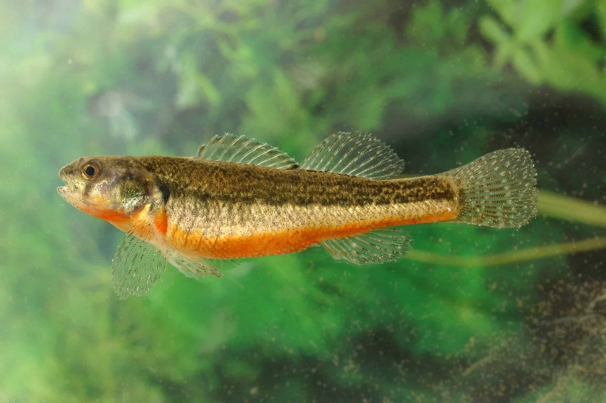 6 Popular Types Of Darter Fish - AZ Animals