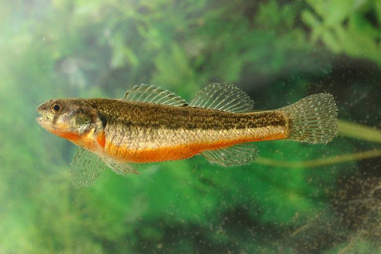 Arkansas darter (Etheostoma cragini)
