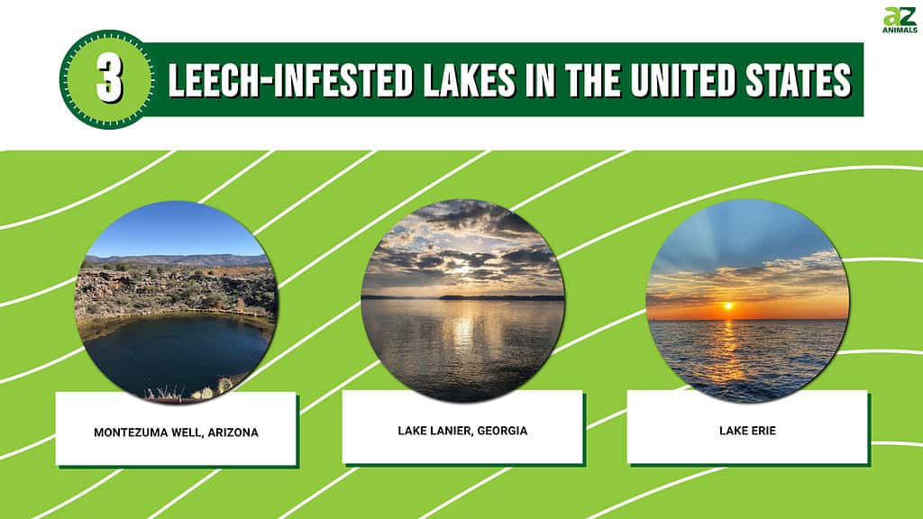 Infographic showing three leech-infested lakes in the United States.
