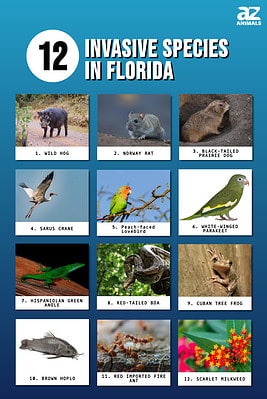 Discover 12 Invasive Species In Florida - A-Z Animals