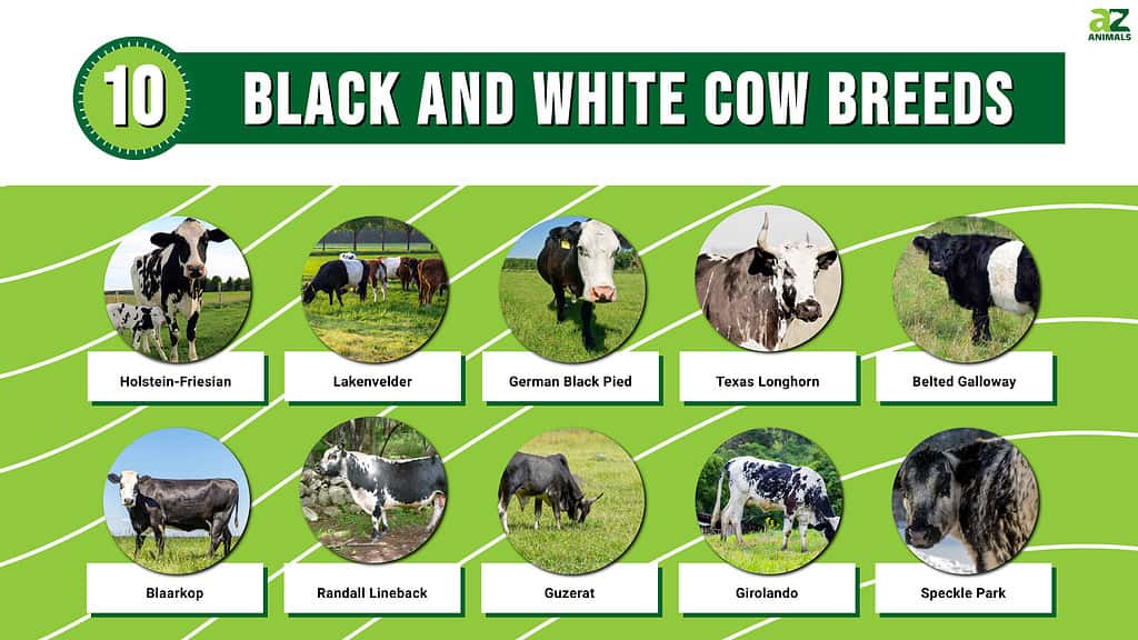 milk cow breeds