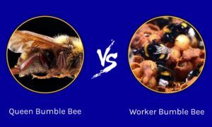 Queen Bumble Bee vs. Worker Bumble Bee: 6 Key Differences Picture
