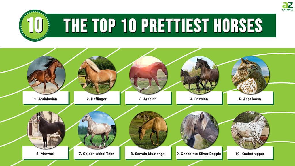 10 Prettiest Horses in the World - A-Z Animals