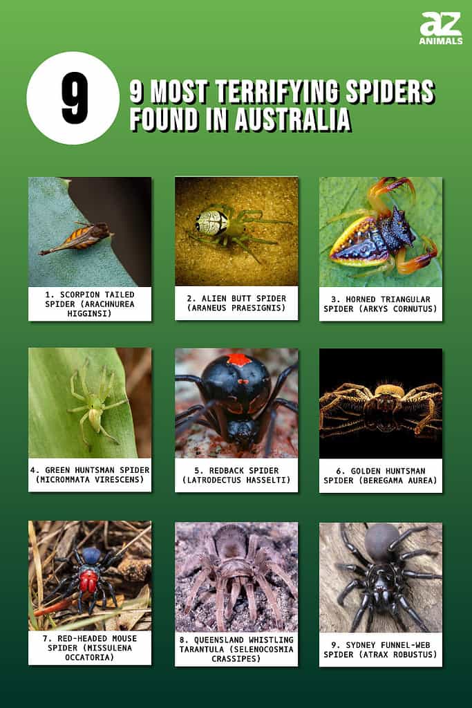 Common Australian Spiders - How Dangerous are they?