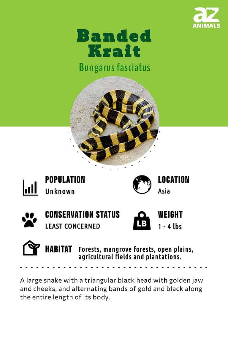 Banded Krait Animal Facts - Bungarus fasciatus - A-Z Animals
