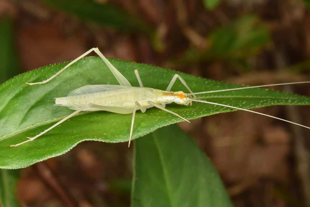 Tree crickets live on trees, shrubs, and herbs