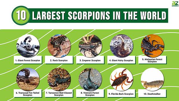 The 10 Largest Scorpions In The World - A-Z Animals