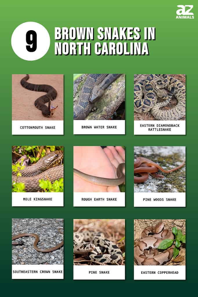 Common Snakes In North Carolina