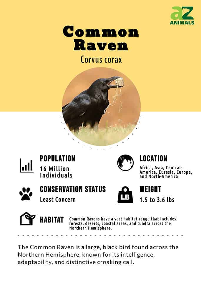 The Common Raven is a large, black bird found across the Northern Hemisphere, known for its intelligence, adaptability, and distinctive croaking call.