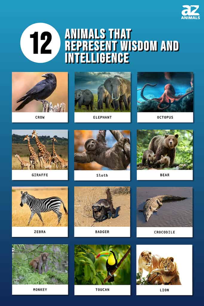 Infographic showing twelve animals that represent wisdom and intelligence.