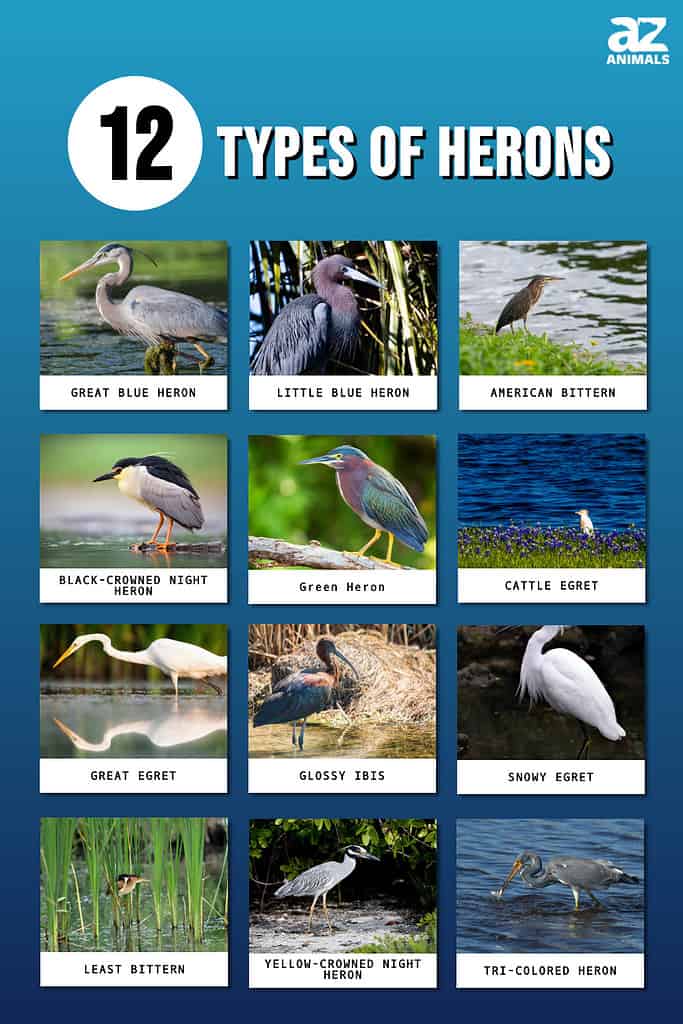 Infographic showing twelve different types of herons.