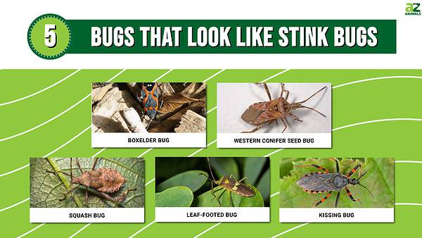5 Bugs That Look Like Stink Bugs (Including 1 That's Dangerous) - A-Z ...
