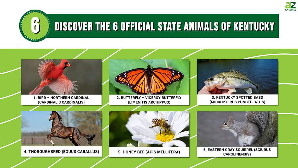 Discover the 6 Official State Animals of Kentucky infographic