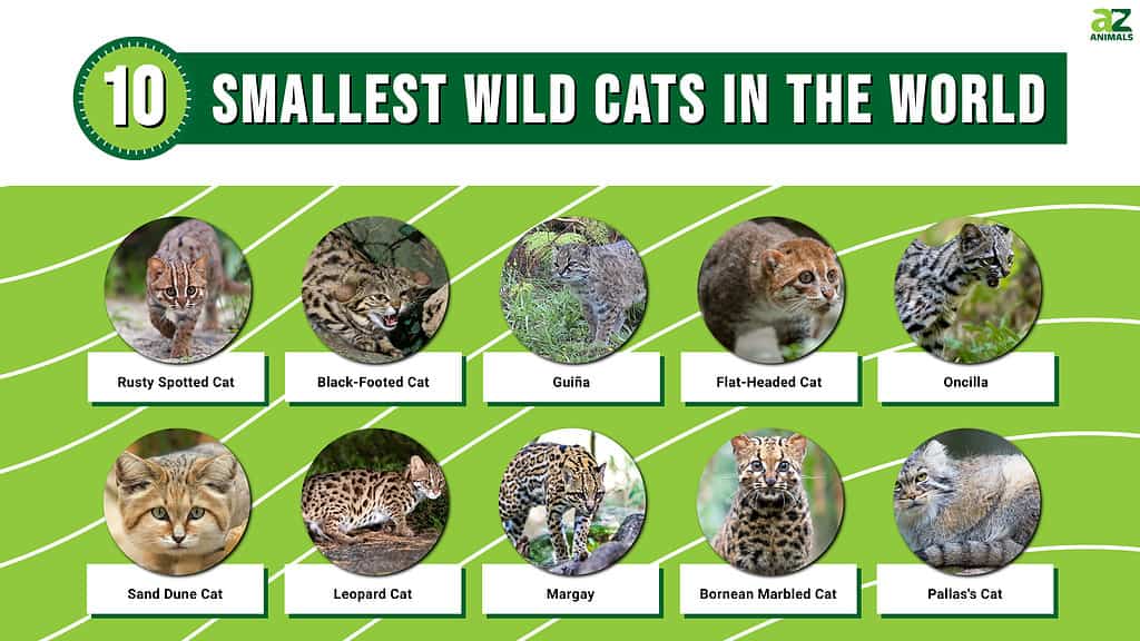 Infographic of the 10 Smallest Wild Cats in the World