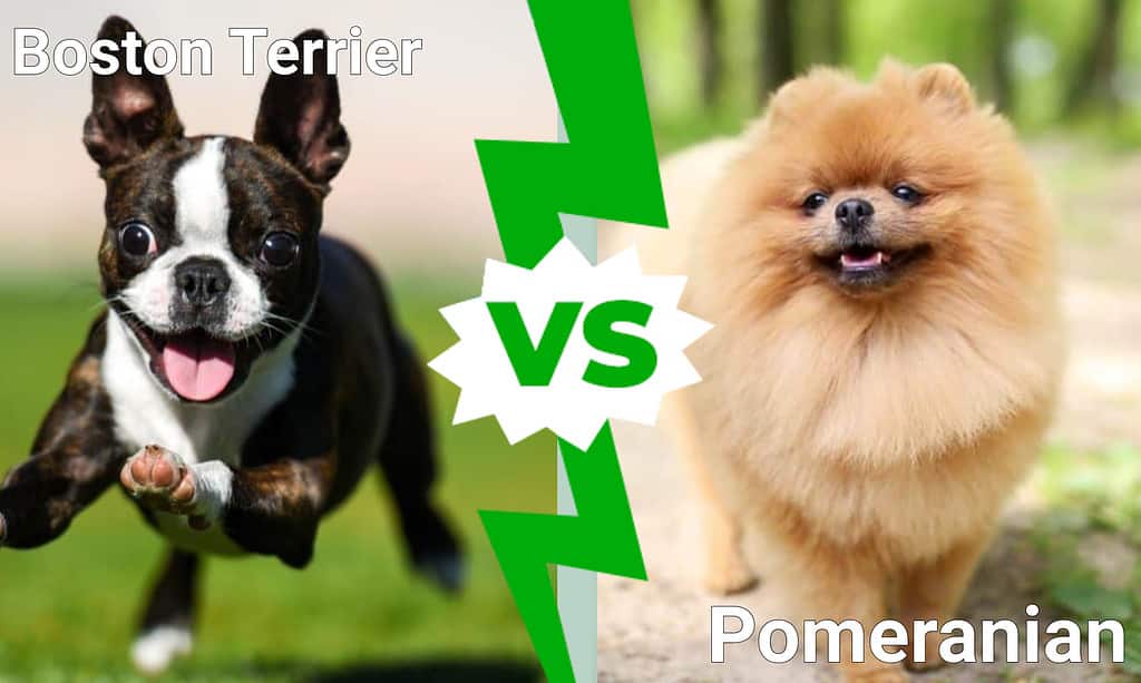 Boston Terrier vs Pomeranian