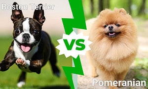 Cutest Dogs in the World: Boston Terrier Vs. Pomeranian Picture