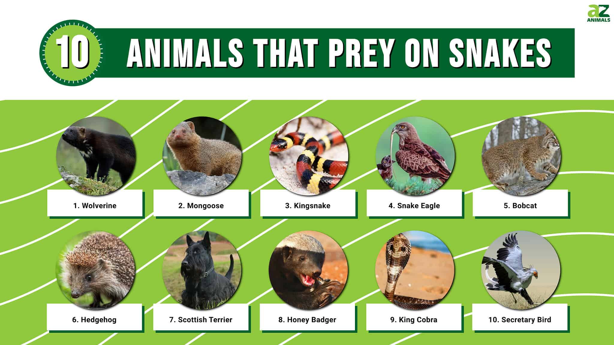 What Eats Snakes? 10 Animals Brave Enough to Feast on Snakes - A-Z Animals