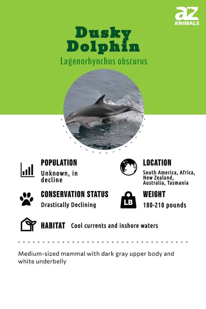 Dusky Dolphin infographic     