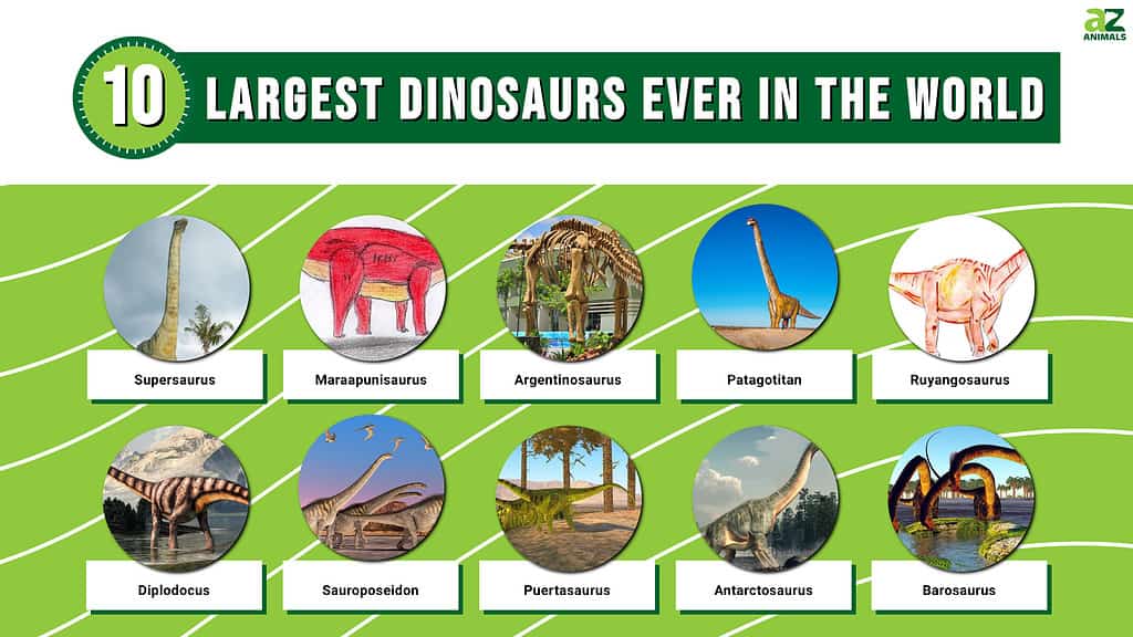 Infographic of the 10 Largest Dinosaurs Ever in the World