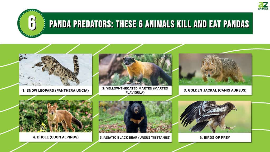 Panda Predators: These 6 Animals Kill and Eat Pandas infographic