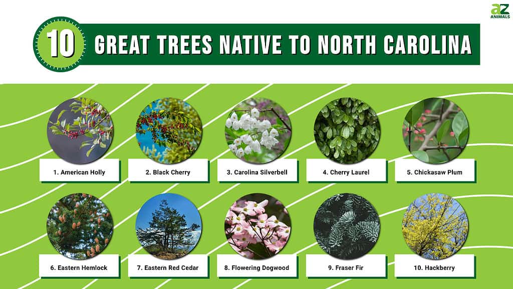 An infographic about the 10 Great Trees Native to North Carolina