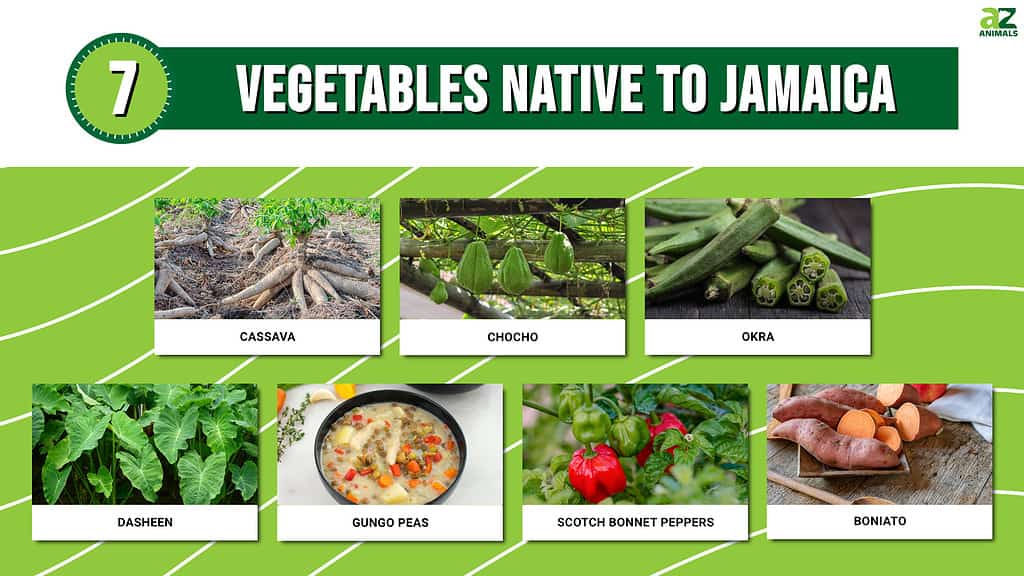 Infographic showing seven vegetables that are native to Jamaica.