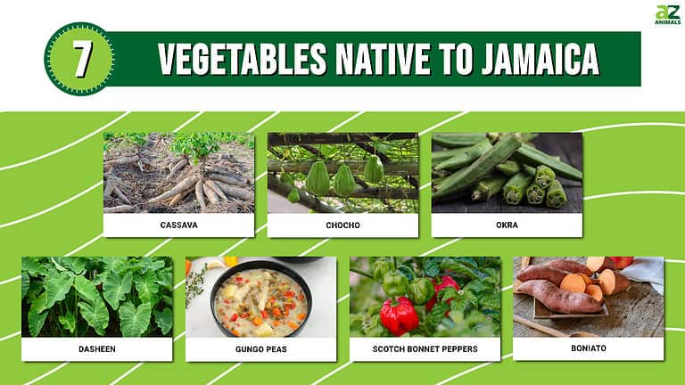7 Vegetables Native To Jamaica A Z Animals