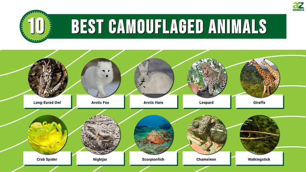 Infographic of the 10 Best Camouflaged Animals