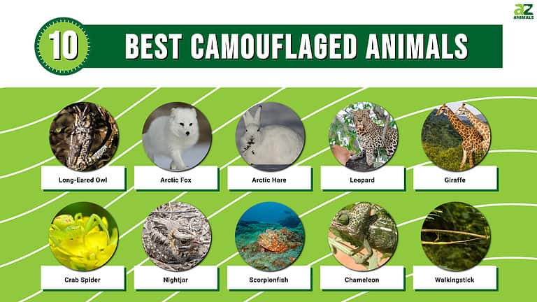 Animal News, Facts, Rankings, and More! - A-Z Animals