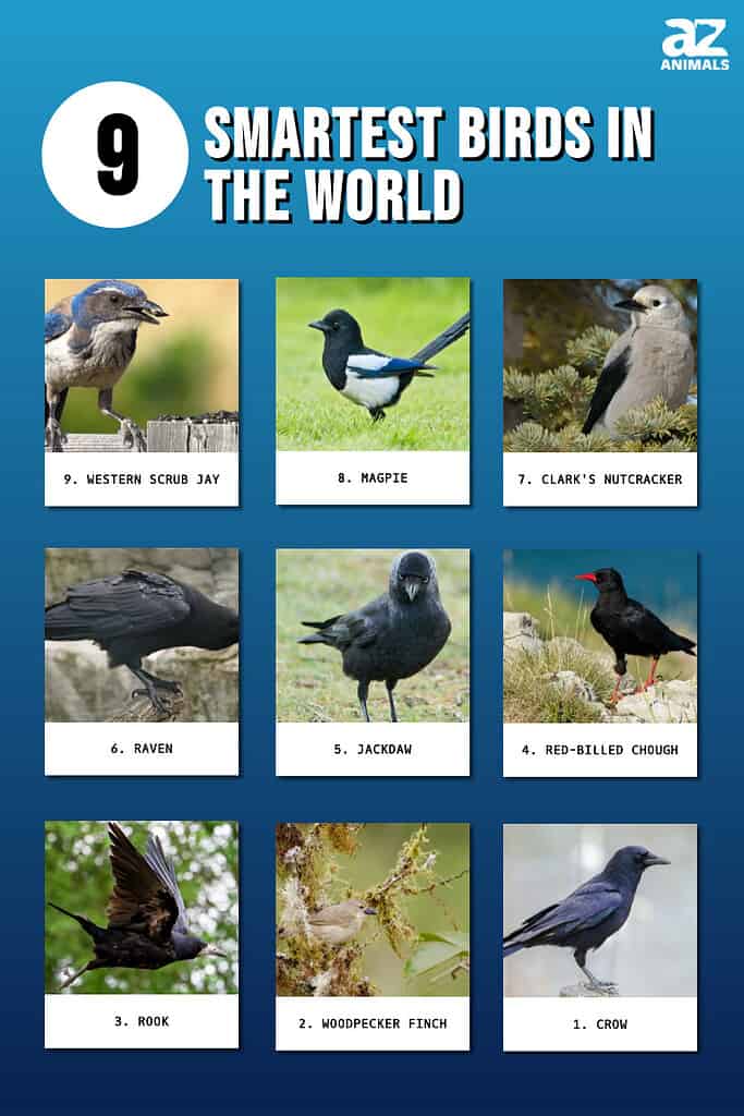 Infographic showing the nine smartest birds in the world.