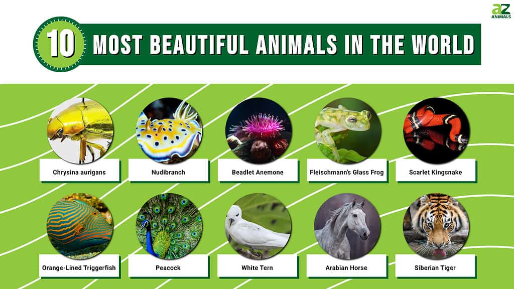 Infographic of the Most Beautiful Animals in the World