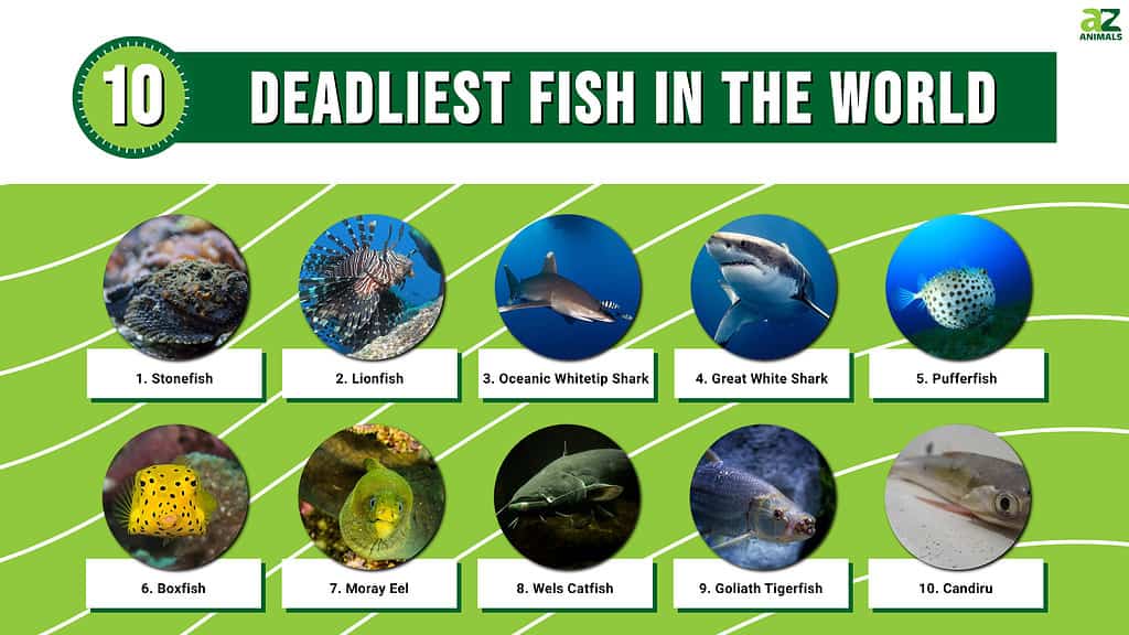 10 of the World's Most Dangerous Fish