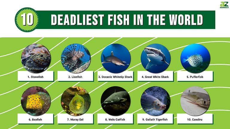 Deadly Fish: The 10 Deadliest Fish In The World - A-Z Animals