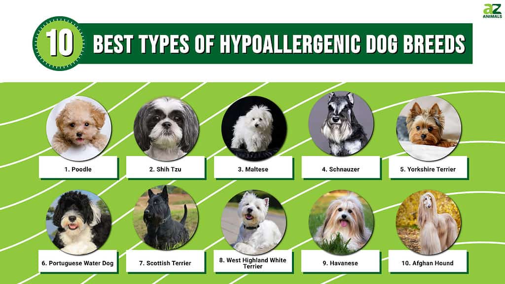 What Is The Smallest Hypoallergenic Dog At Beverly Henson Blog What Is The Smallest Hypoallergenic Dog At Beverly Henson Blog