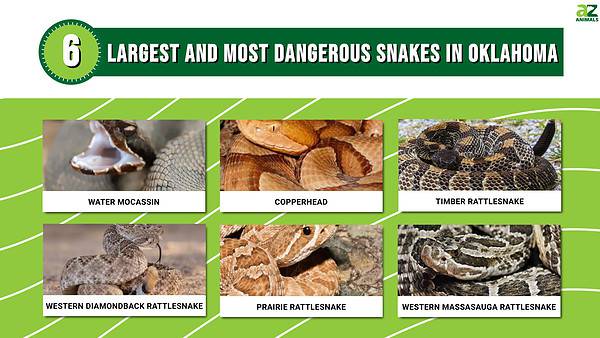 Discover Oklahoma’s 6 Largest and Most Dangerous Snakes This Summer - A ...